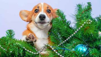 Dog surrounded by a Christmas tree