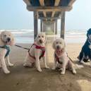 4 dogs on the beach in Port Aransas