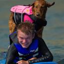 Ricochet the Surf Dog with his human Patrick, surfing