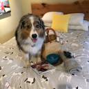 Seven, an Australian Shepherd, shows off his hall of goodies upon check in at the Cambria Shores Inn