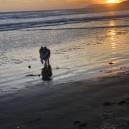 Seven, an Australian Shepherd,  runs ont he Morrow Strand Beach at Suset