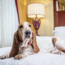 Basset hound on a bed showing that Battle House in Asheville, North Carolina is pet friendly