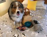 Seven, an Australian Shepherd, shows off his hall of goodies upon check in at the Cambria Shores Inn