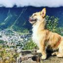 Gobi in Chamonix, France