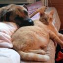 Best buddies - Janey and Apple