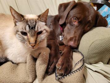 Best buddies - Nova and Possum