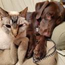 Best buddies - Nova and Possum