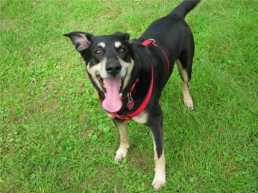 Jingle Barks cards and a message to help dogs from Pedigree