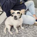 small white dog - Honey wearing goggles