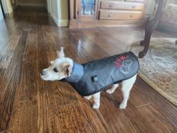 small dog - Honey wearing a DogSoul vest