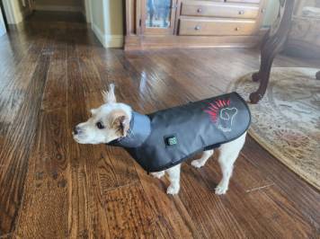 small dog - Honey wearing a DogSoul vest