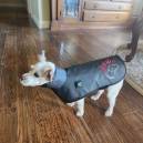 small dog - Honey wearing a DogSoul vest