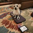 small dog - Honey sitting on a LoopLounge pad