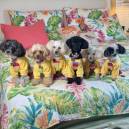 Puppies on a bed dressed in yellow tops