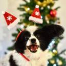 Poppy getting exited for Christmas