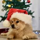 Roscoe quietly accepts christmas is coming