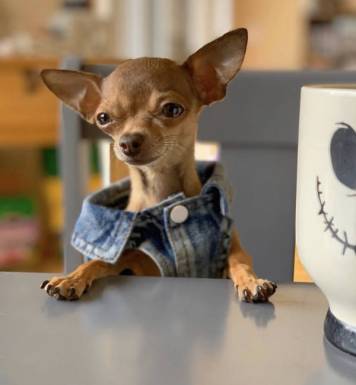 Coconut the Chihuahua 