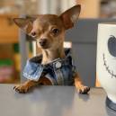 Coconut the Chihuahua 