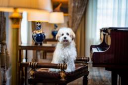White dog at Inter Countinental New York Hotel