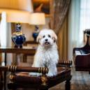 White dog at Inter Countinental New York Hotel