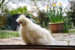 white bird on a windowsille 