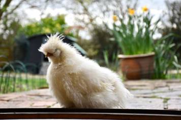 white bird on a windowsille 