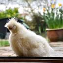 white bird on a windowsille 