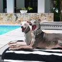 Tika and Iggy by the pool