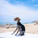 Tika poses on the beach