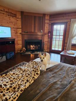 Honey on the bed in front of the fireplace at the Stanford Inn