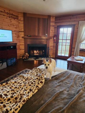 Honey on the bed in front of the fireplace at the Stanford Inn