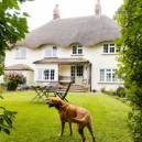 A thatched cottage and a Labrador - It can only be England