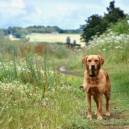 Nell, a Labrador, waits while Jane catches up