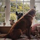 Nell, a Labrador, watched the world fom her favorite window seat