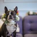 Bowser on a Budget traveling dog