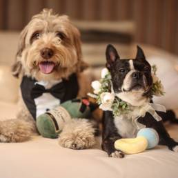 Bowser on a Budget traveling pups