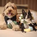 Bowser on a Budget traveling pups