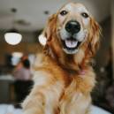 The Wilson Hotel is dog friendly