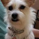 Honey, the Director of Barketing at FIDO Friendly Magazine