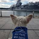 Lucas - All paws on deck