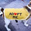 Adopt me at 6TH ANNUAL BARK IN THE PARK