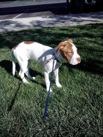 Kurgo&reg; Introduces New Auto Grass