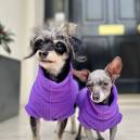 Fido Friendly - Betty and Bean