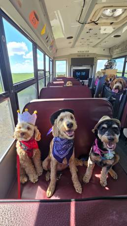 Dog on Ruff and Puff bus