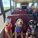 Dog on Ruff and Puff bus