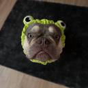Theo the Frenchie Frog