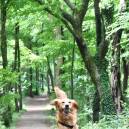 Mabel - a two-year-old ball-obsessed Golden Retriever who willingly walked mile after mile through the Cotswolds