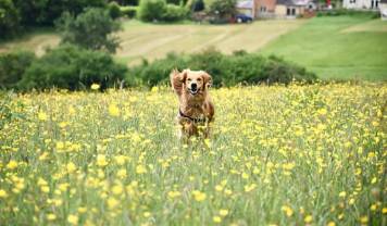 Mabel - a two-year-old ball-obsessed Golden Retriever who willingly walked mile after mile through the Cotswolds