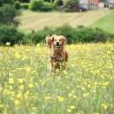 Mabel - a two-year-old ball-obsessed Golden Retriever who willingly walked mile after mile through the Cotswolds