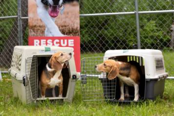 Beagle Freedom Project (BFP), the release of 500 beagles from Ridglan Farms in Dane County, Wisconsin,